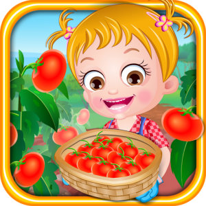 Baby Hazel Tomato Farming